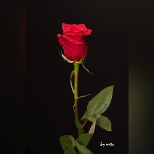 Single Red Rose Stem photo 8x10
